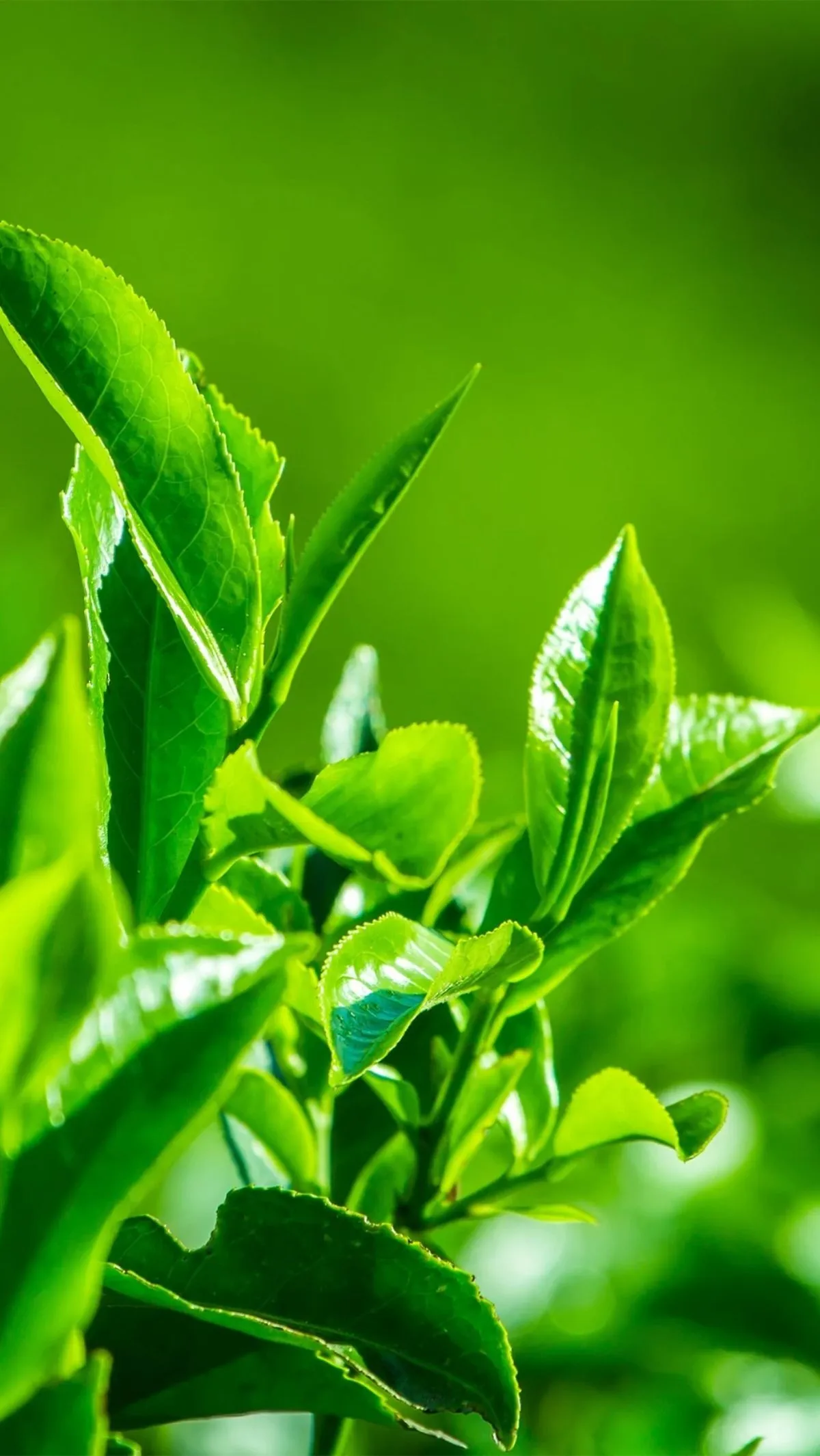 Fresh green tea leaves growing on a tea bush